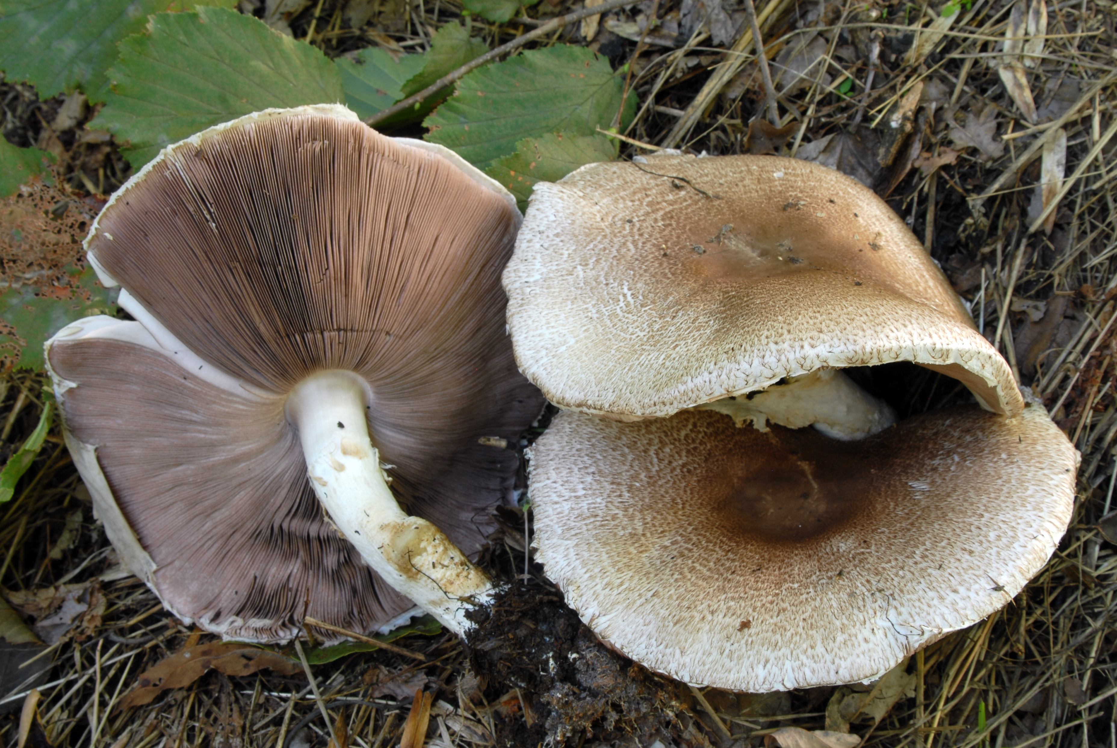 Foto Agaricus augustus